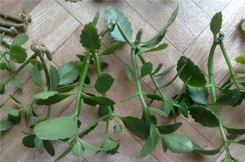 十月长寿花怎么开花,长寿花怎么打才能爆花