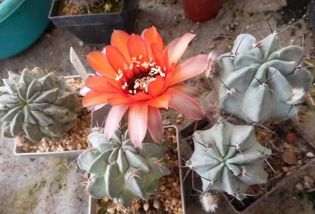 200种·仙人球开花图鉴，大开眼界，美到爆