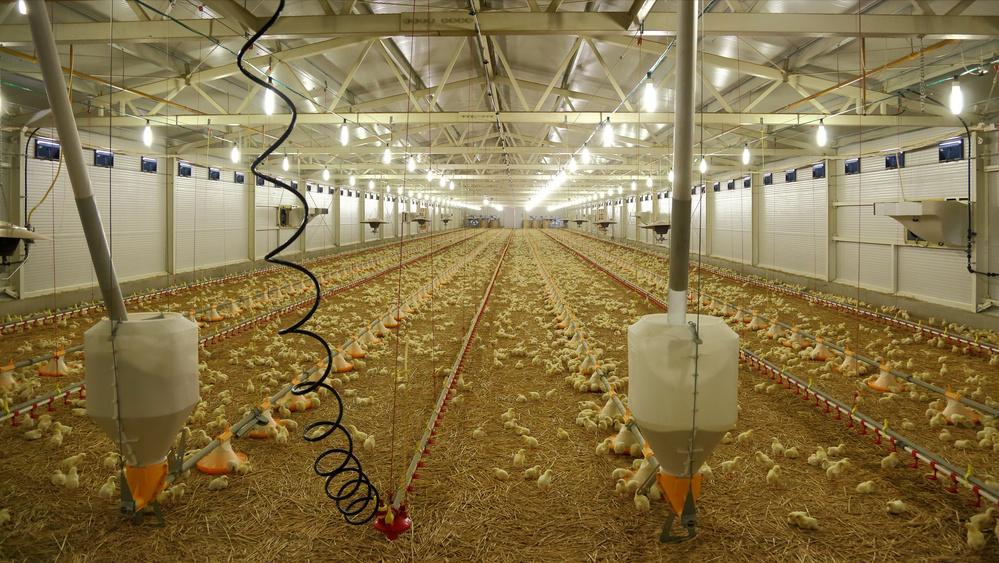 杜红仁林下养鸡失败，在张立军帮助下，加盟邻县养鸡公司重新养鸡