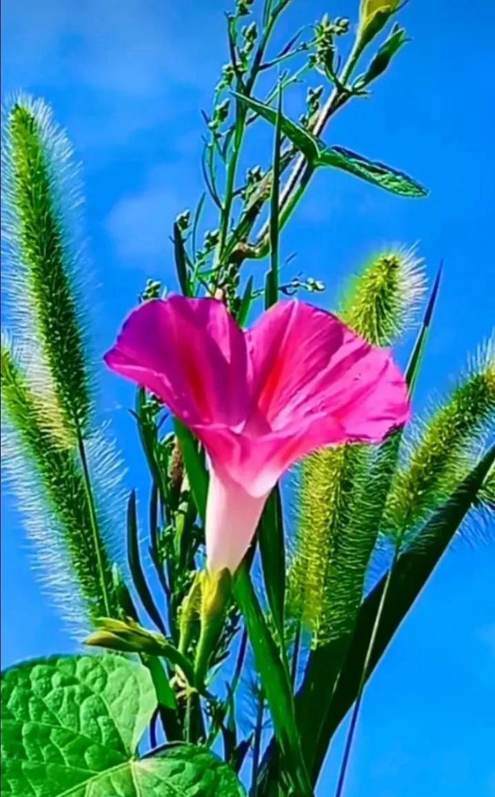 这二十幅极品花卉越看越醉,超好看又耐看的花卉图