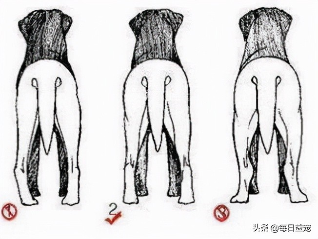 纯种拉布拉多犬特征,纯种拉布拉多和不纯种的区别在哪