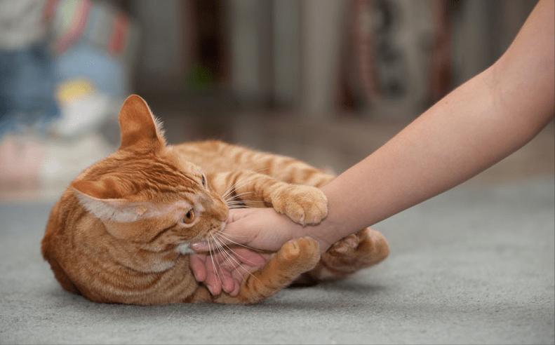 宠物猫和土猫吃的是一样吗,宠物猫和土猫战斗力