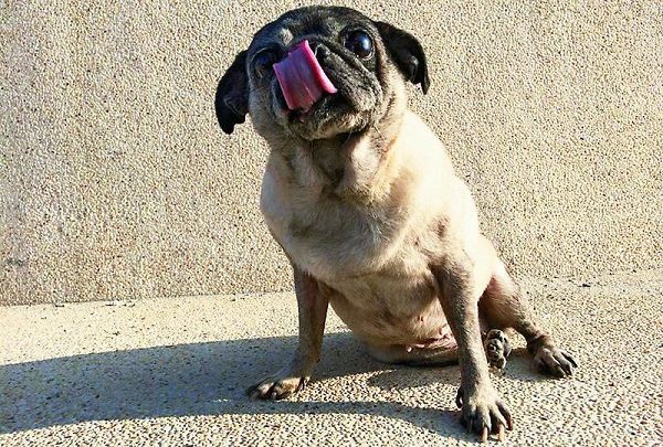 狗狗突然疯狂舔地板呕吐怎么回事,狗狗呕吐怎么办最有效