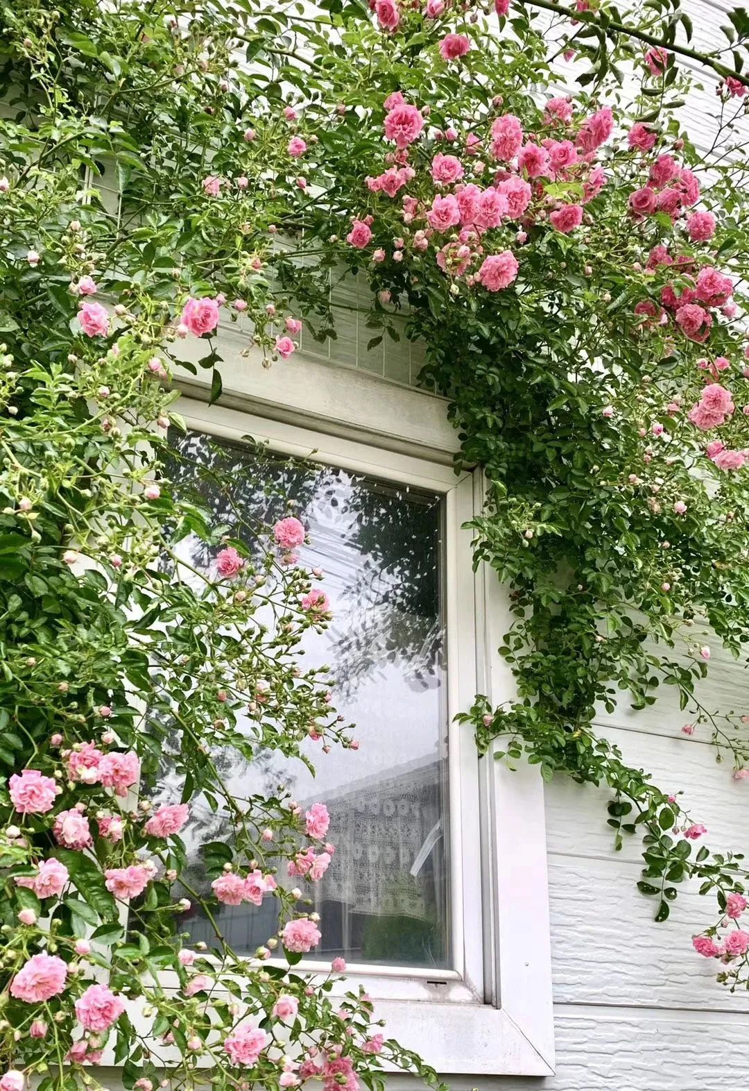 鏃ユ湰绉佷汉鏈堝鑺卞洯搴櫌,鎴戝湪鏃ユ湰