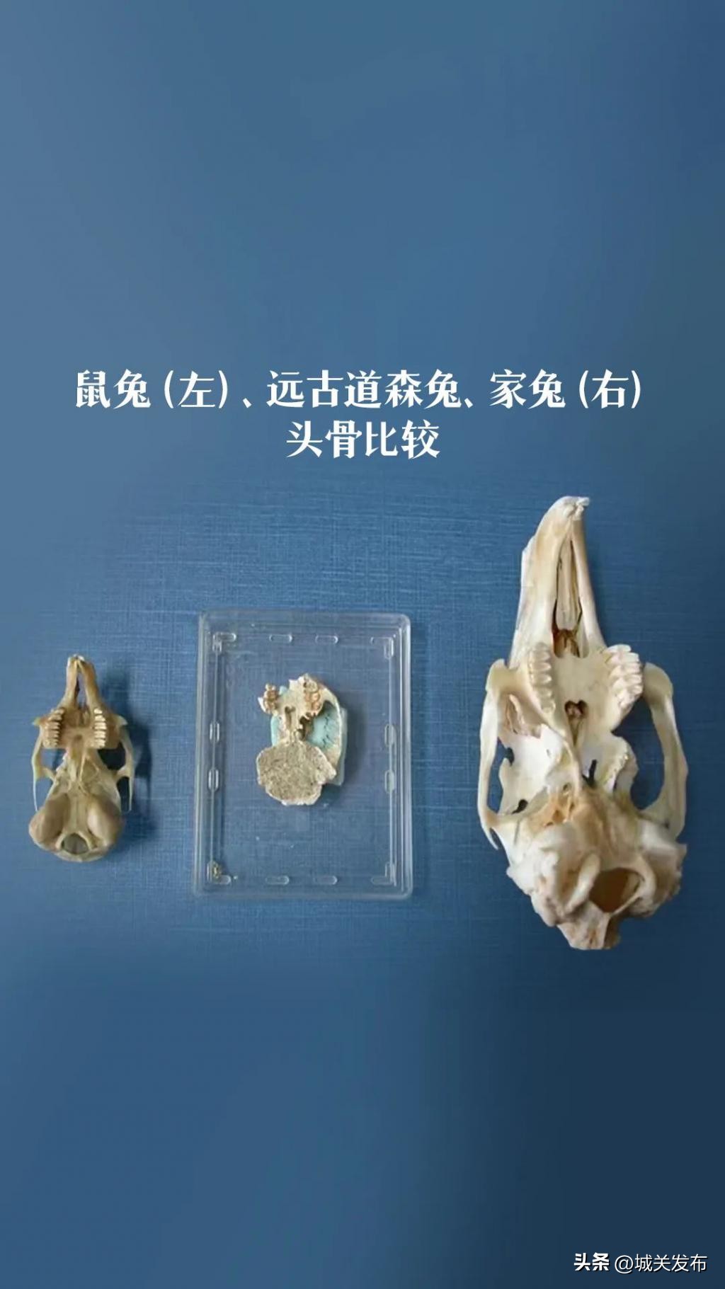 原来，你是这样的兔兔！