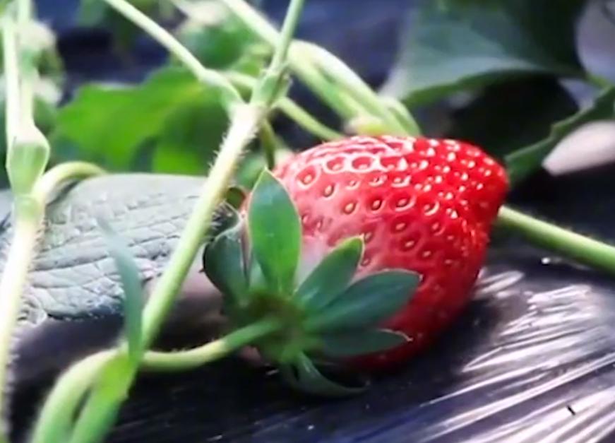 90后小夫妻回村建农场的生活视频,90后小夫妻回家种地