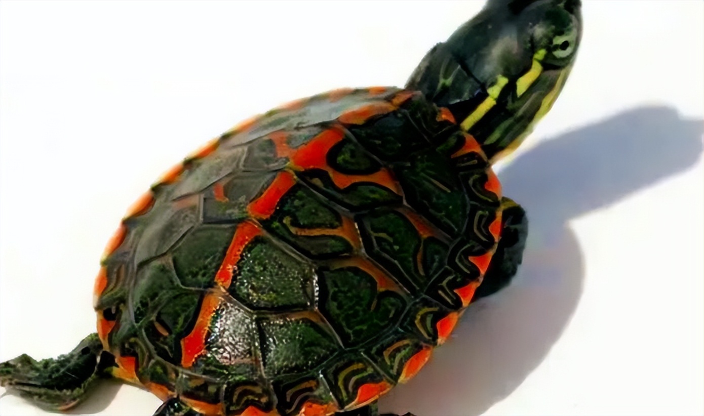 锦龟种类及图片大全,锦龟每个品种图片