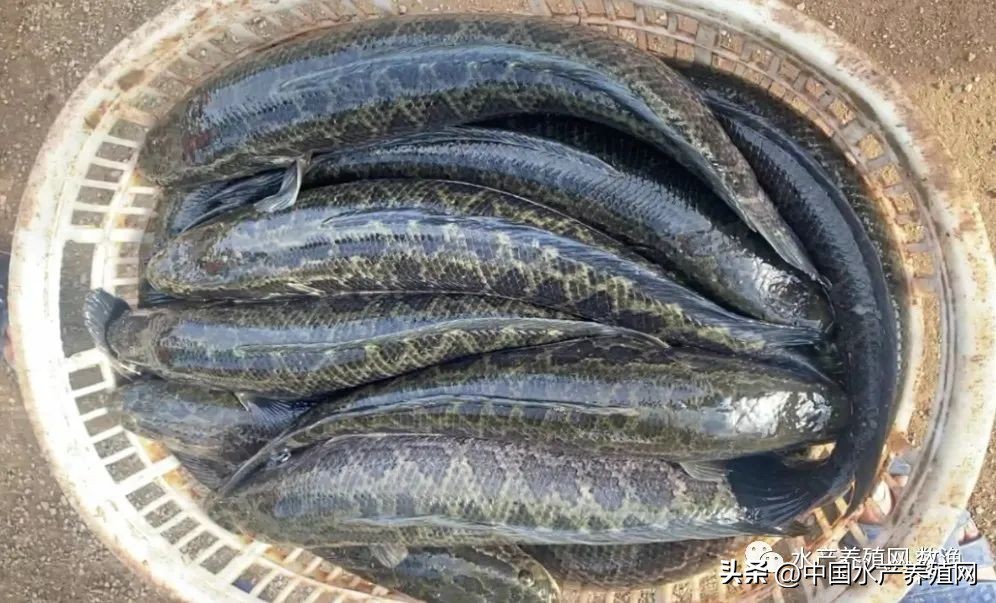 <html>
<head><title>502BadGateway</title></head>
<body>
<center><h1>502BadGateway</h1></center>
<hr><center>nginx</center>
</body>
</html>
<!--apaddingtodisableMSIEandChromefriendlyerrorpage-->
<!--apaddingtodisableMSIEandChromefriendlyerrorpage-->
<!--apaddingtodisableMSIEandChromefriendlyerrorpage-->
<!--apaddingtodisableMSIEandChromefriendlyerrorpage-->
<!--apaddingtodisableMSIEandChromefriendlyerrorpage-->
<!--apaddingtodisableMSIEandChromefriendlyerrorpage-->
