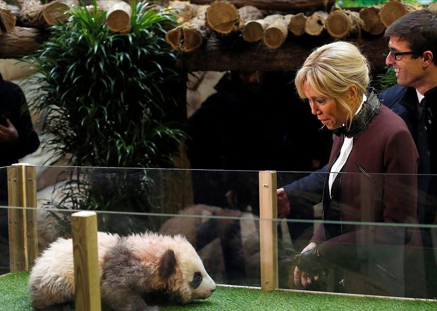 最喜爱大熊猫的前六名国家,世界上最宠大熊猫的6个国家