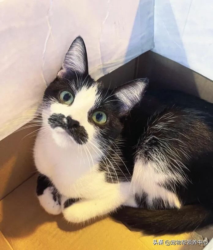 猫咪天生脸圆小鼻子大眼,猫咪小时候有多可爱长大就有多帅