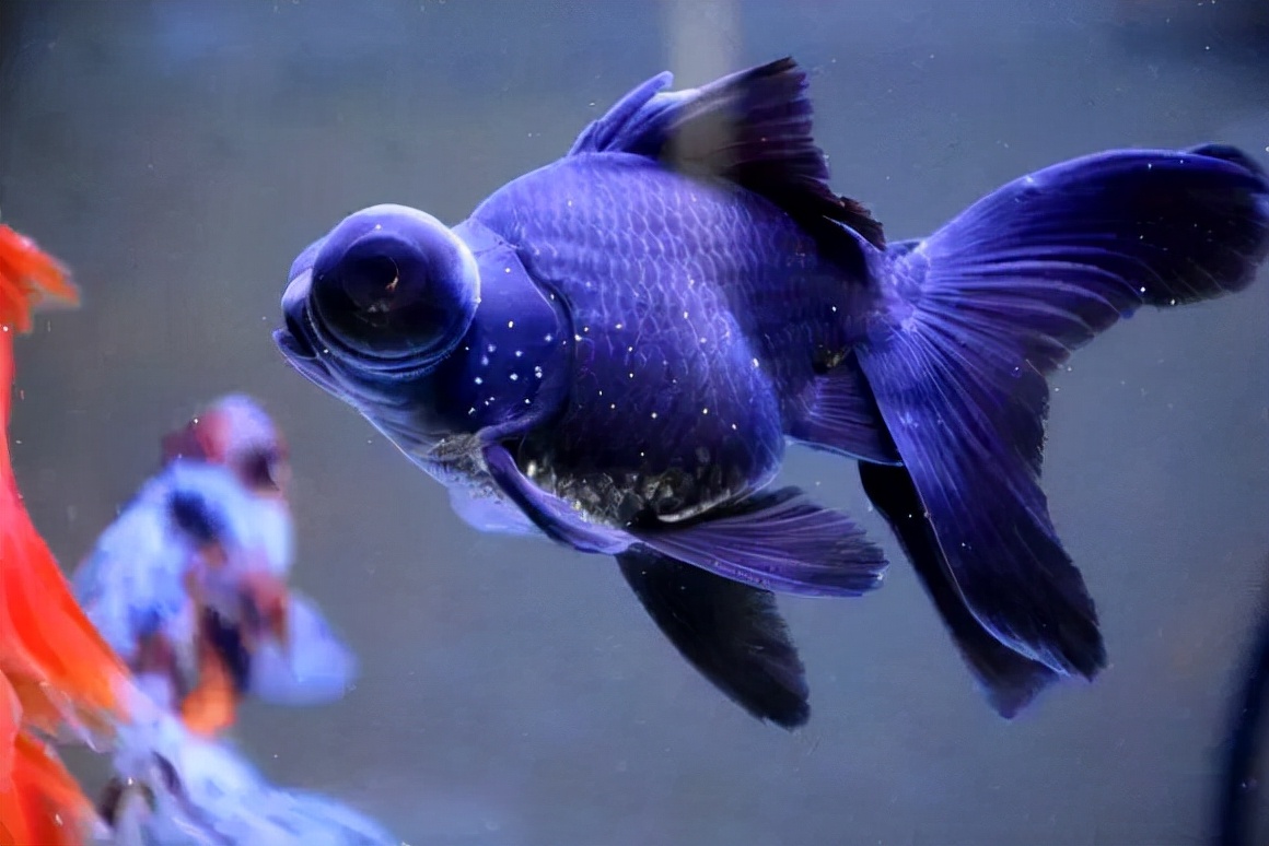 养鱼人的噩梦,户外养鱼可以治疗白点病吗