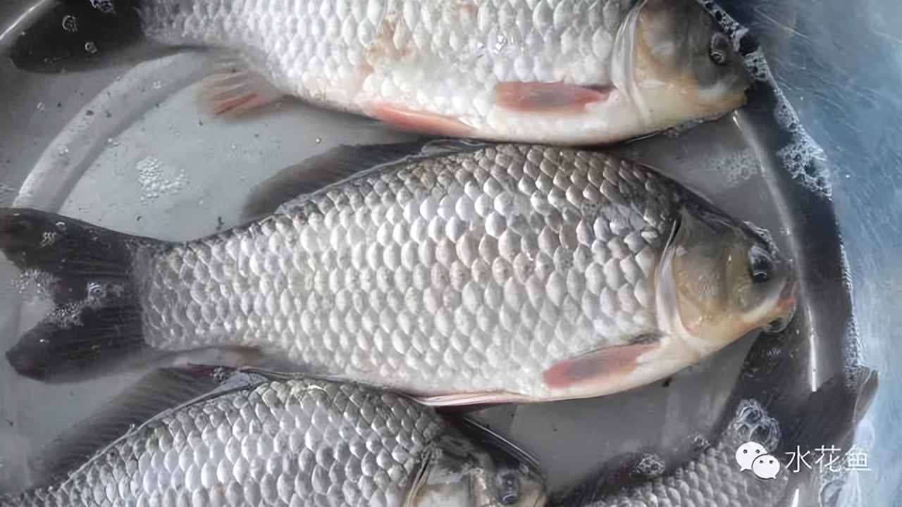 鱼的内部器官构造,鱼类的器官特征