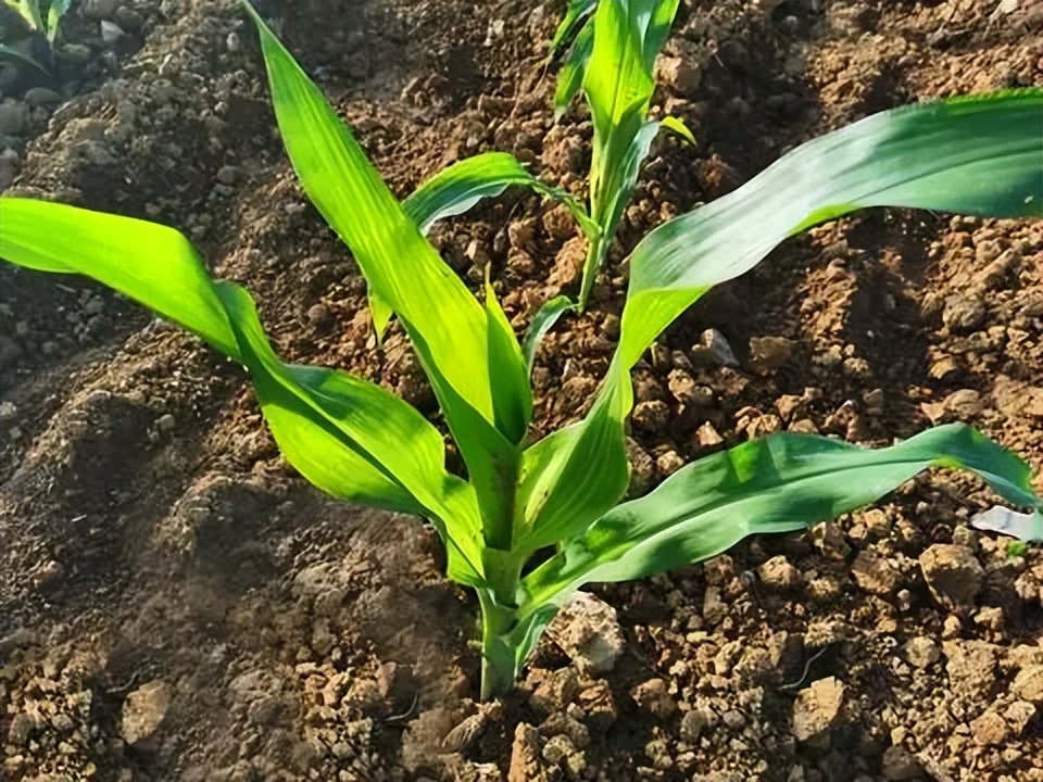 春玉米芽子用掰吗,玉米芽子需要掰还是不需要掰