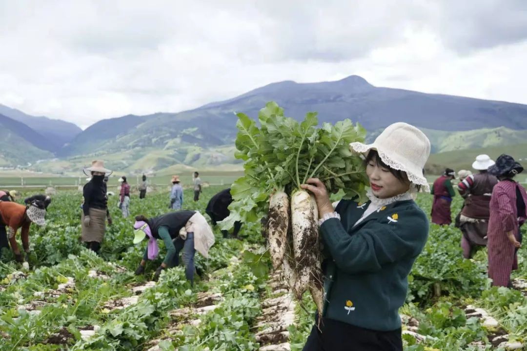 论一个川妹子有多会做菜？泸州妹子吴秋月，用小萝卜干带动大产业