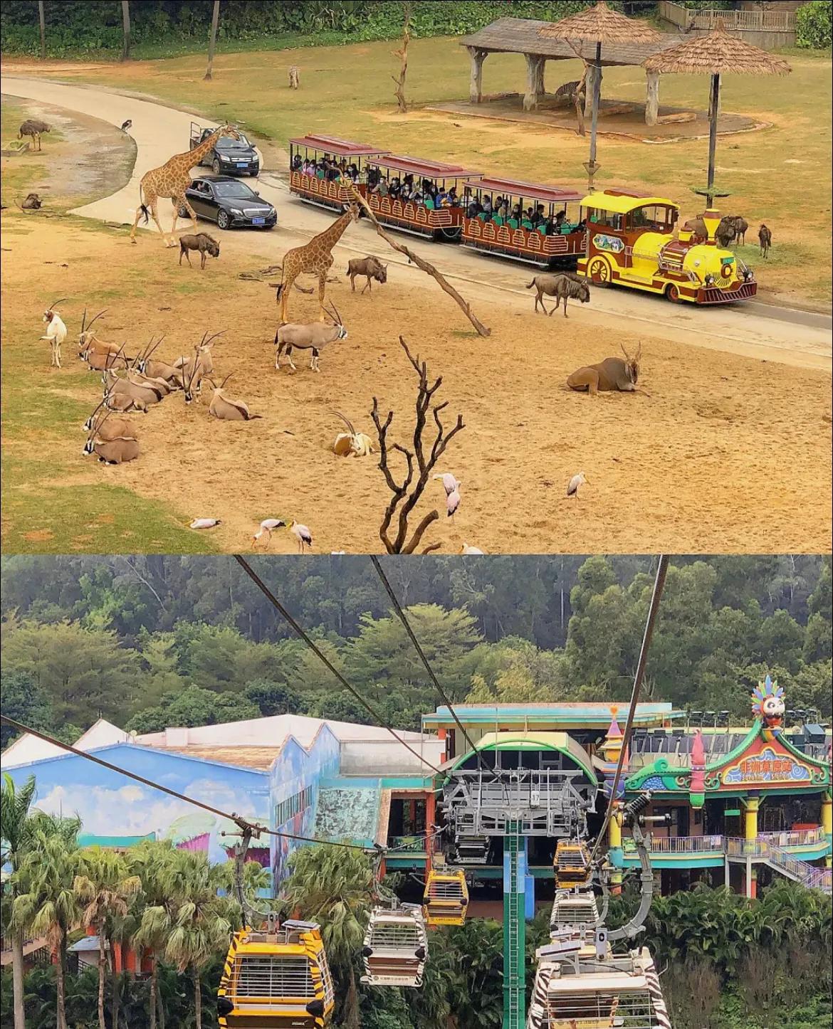 香江野生动物园和长隆野生动物园,广州长隆野生动物园可以开车进吗