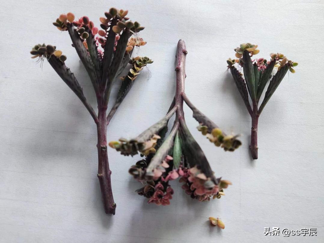 落地生根不死鸟的片叶能种吗,不死鸟多肉怎么养成老桩