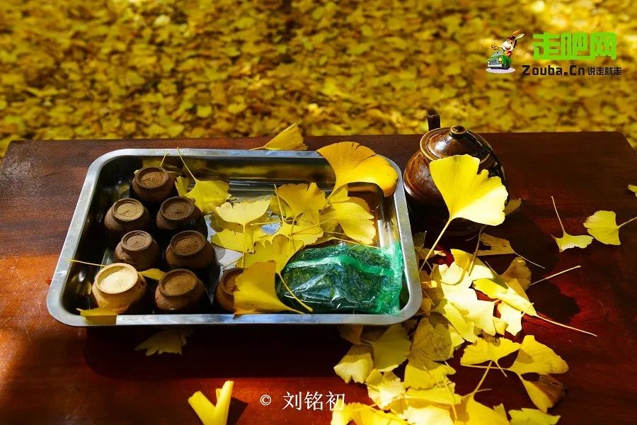 年度最佳22℃暖冬小城!全国唯一半城银杏,半城温泉!现在来刚好