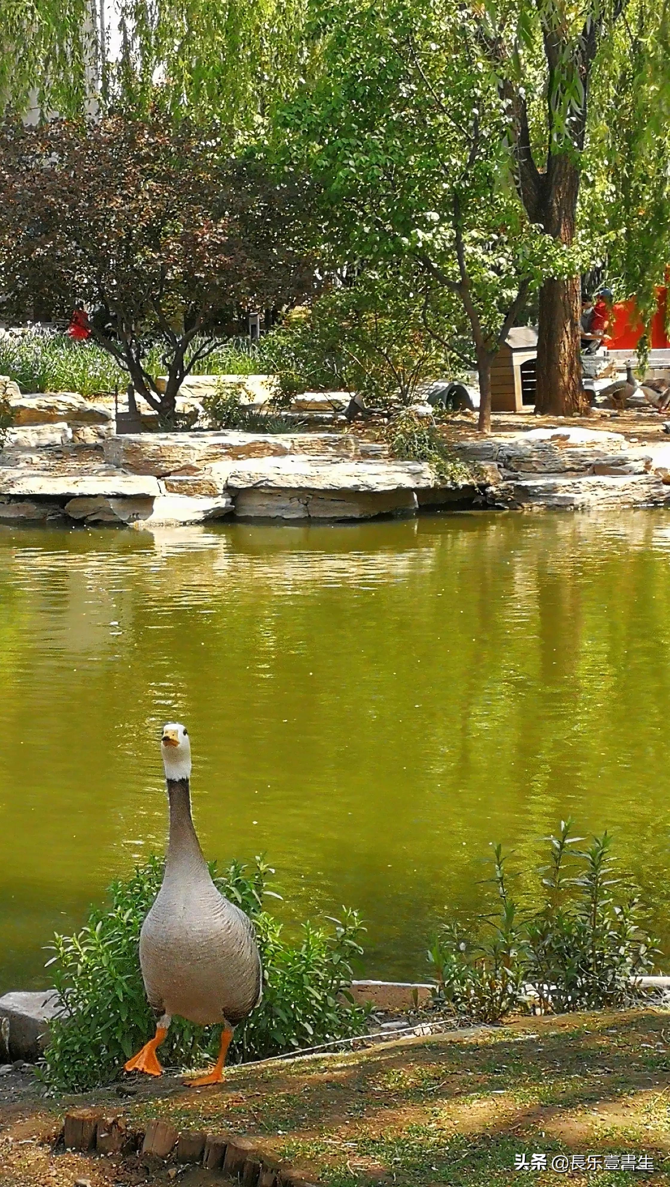 中国园林博物馆游览时间表,小众游玩强烈推荐北京园林博物馆