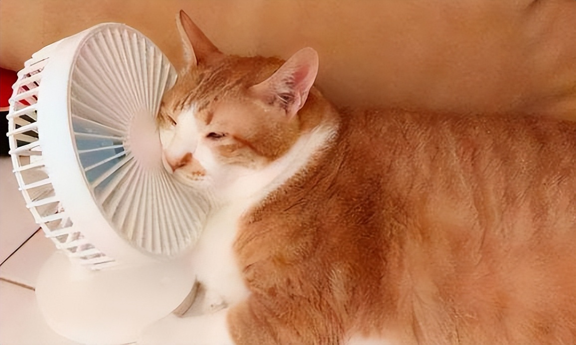 宠物降温垫有用吗,40度的高温宠物冰垫有用吗