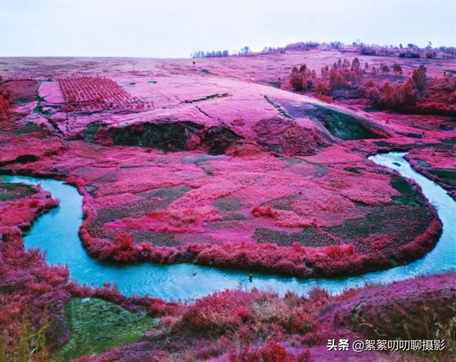 粉红刚果‖理查德·摩斯(RichardMosse)