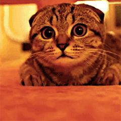 手机和电脑应该怎么选择,电脑和手机应该怎么选择