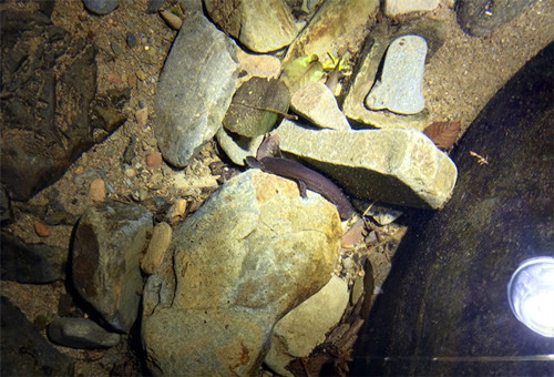 中国的娃娃鱼图片和特征,我国发现纯种野生娃娃鱼