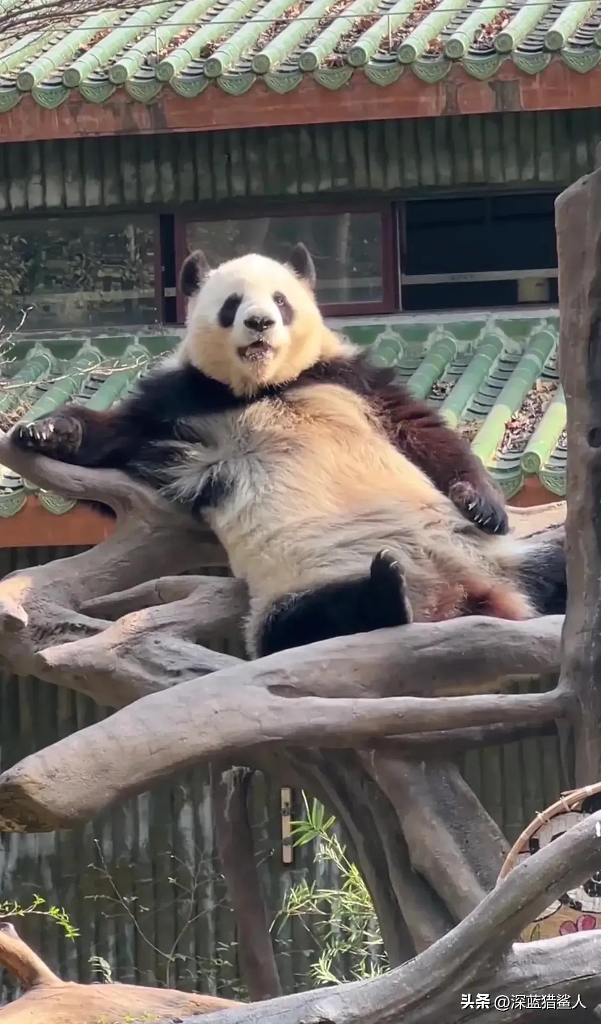 现在的广州动物园人山人海,近期广州动物园今天人多吗