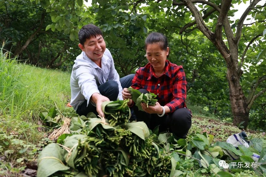 桂林平乐|桥亭乡：小小绿叶巧成“增收叶”解锁乡村致富“新密码”