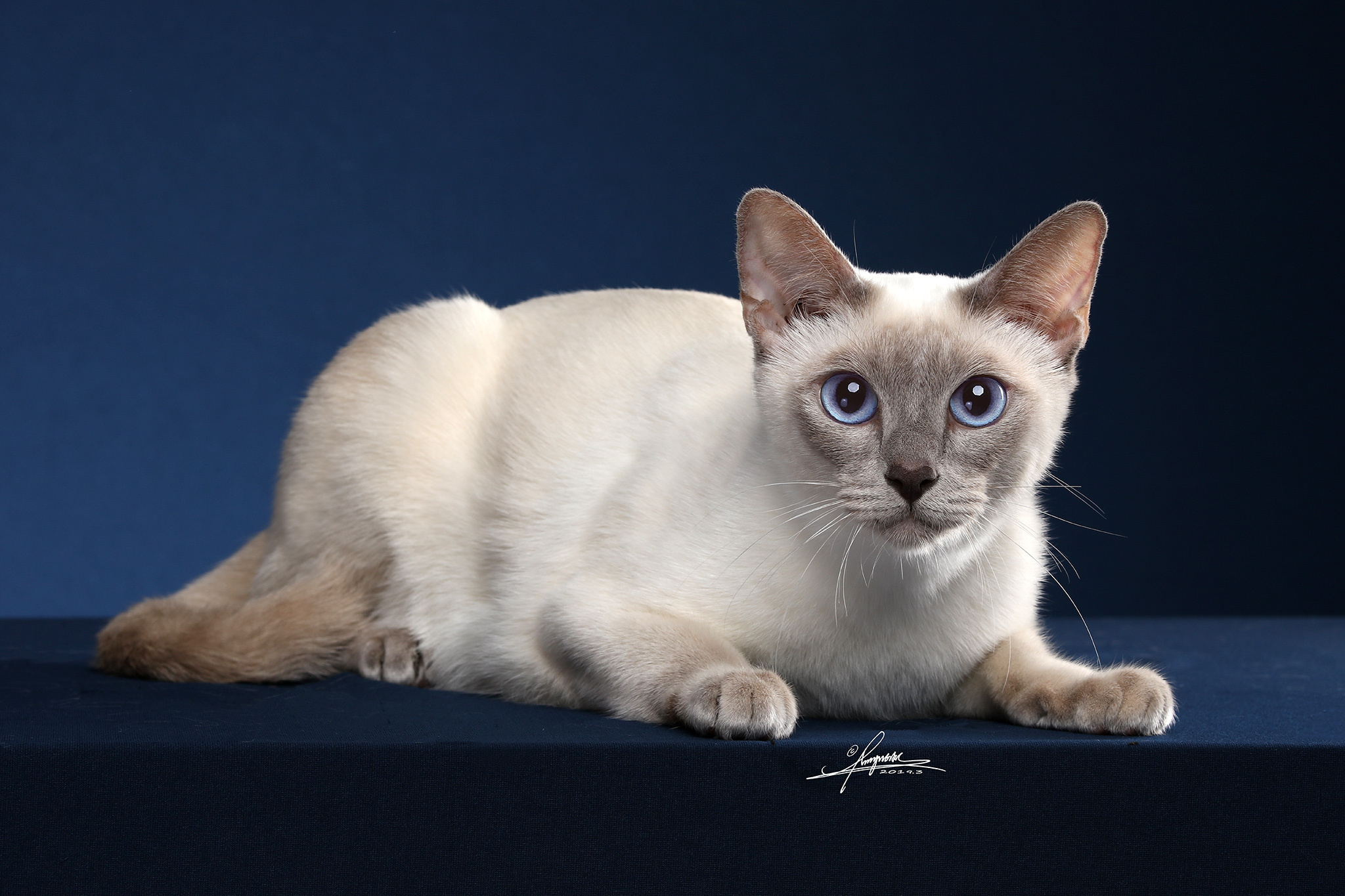 中国12生肖的起源你知道吗？