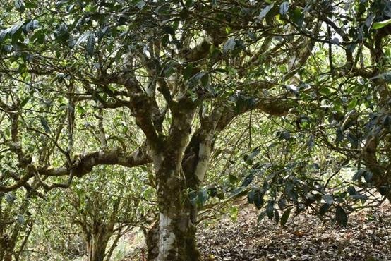 三种被列入黑名单的茶叶你知道吗,今年315曝光哪些茶产品