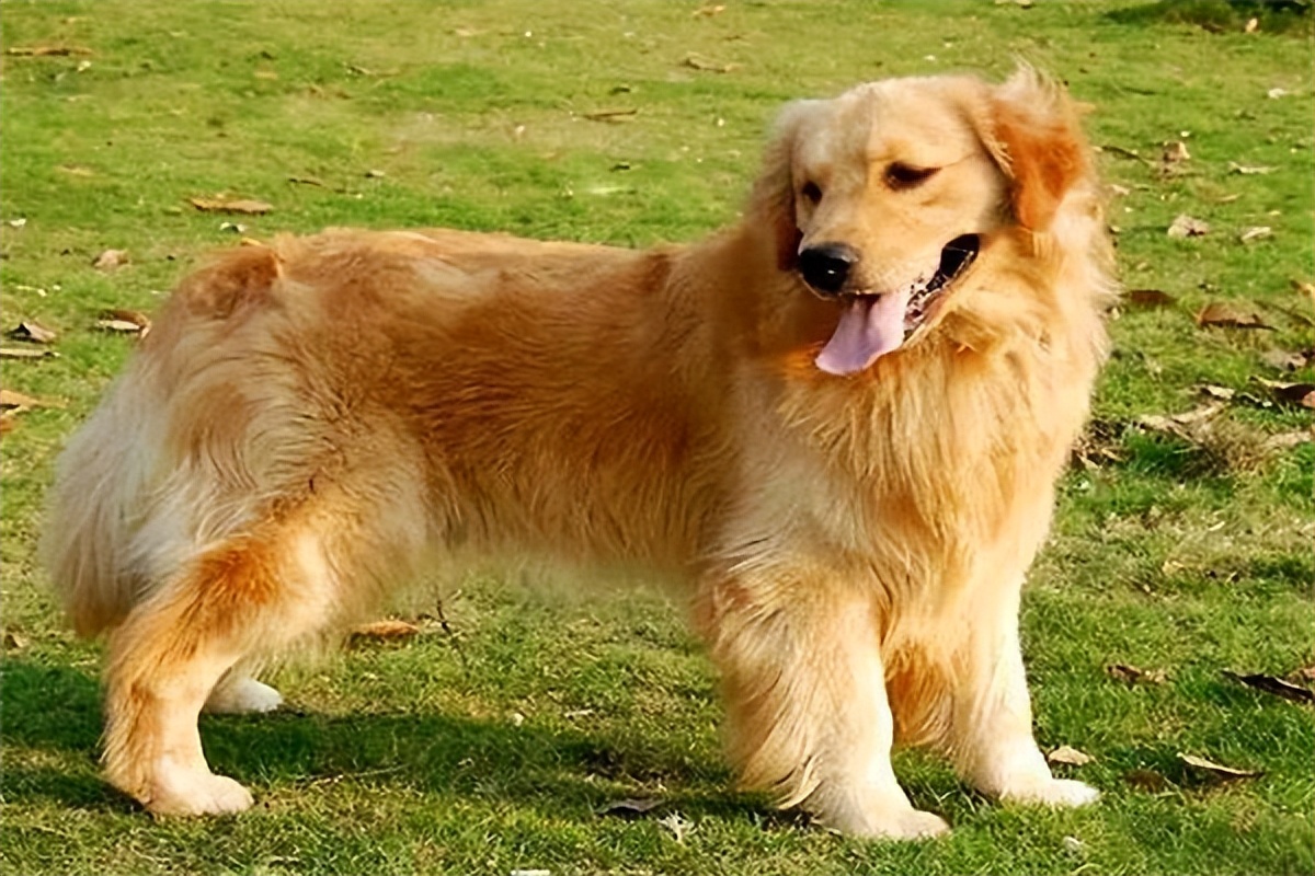 金毛多少钱1只,金毛适合家养还是养在外面比较好