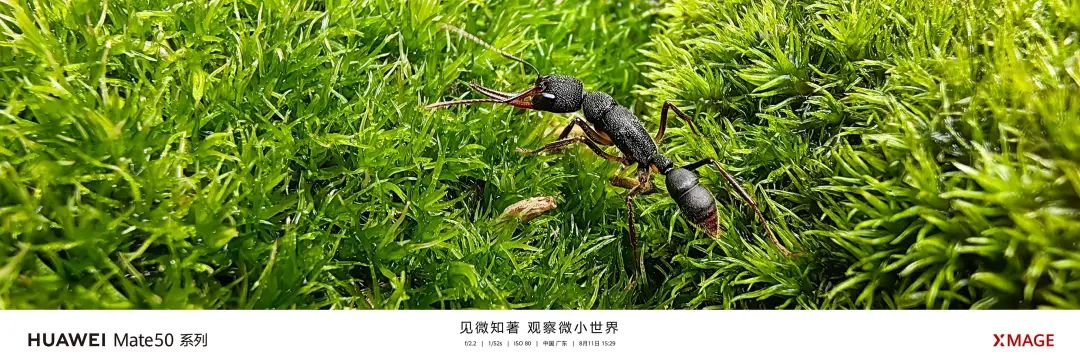 华为mate50发布会有大招吗,华为mate50发布会信息总结