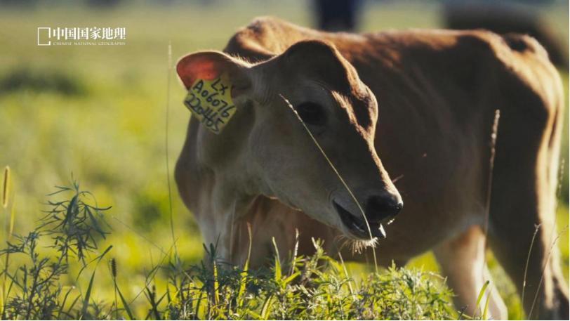 拼牛种、拼营养、拼口感,“小而美”的娟姗奶,大大的想象空间?
