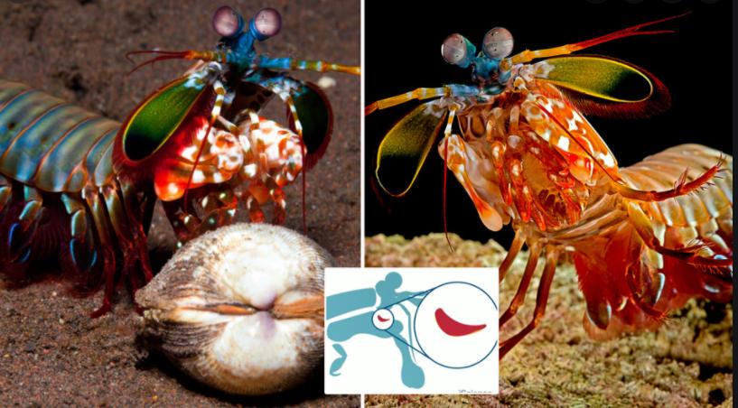 螳螂虾能用多少秒捕食猎物,螳螂虾捕食猎物过程