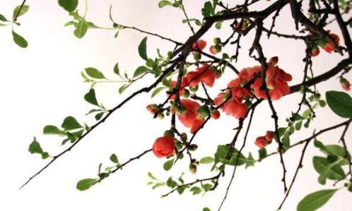 卜算子十首最美的诗,卜算子十首最经典的诗