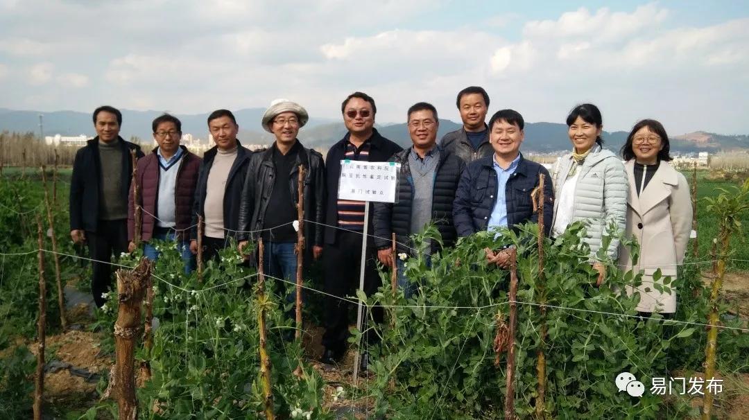 易门农业种植,易门豌豆种子