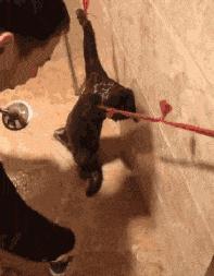 搞笑gif开心一刻这大概就是爱情吧,搞笑gif为了胜利我将不择手段