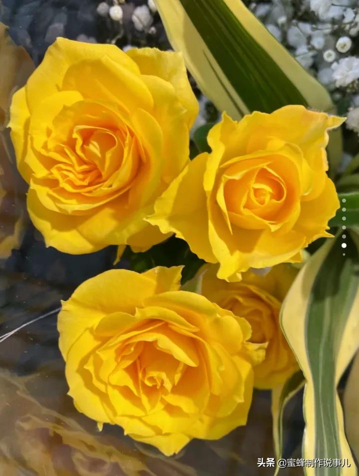 鸟语花香百花争艳让人陶醉,宁静祥和鸟语花香