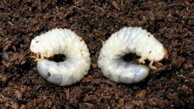 白土蚕怎么做,农村喂猪的桑蚕