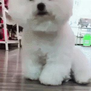 比熊犬容易得的病,比熊犬容易得五种病