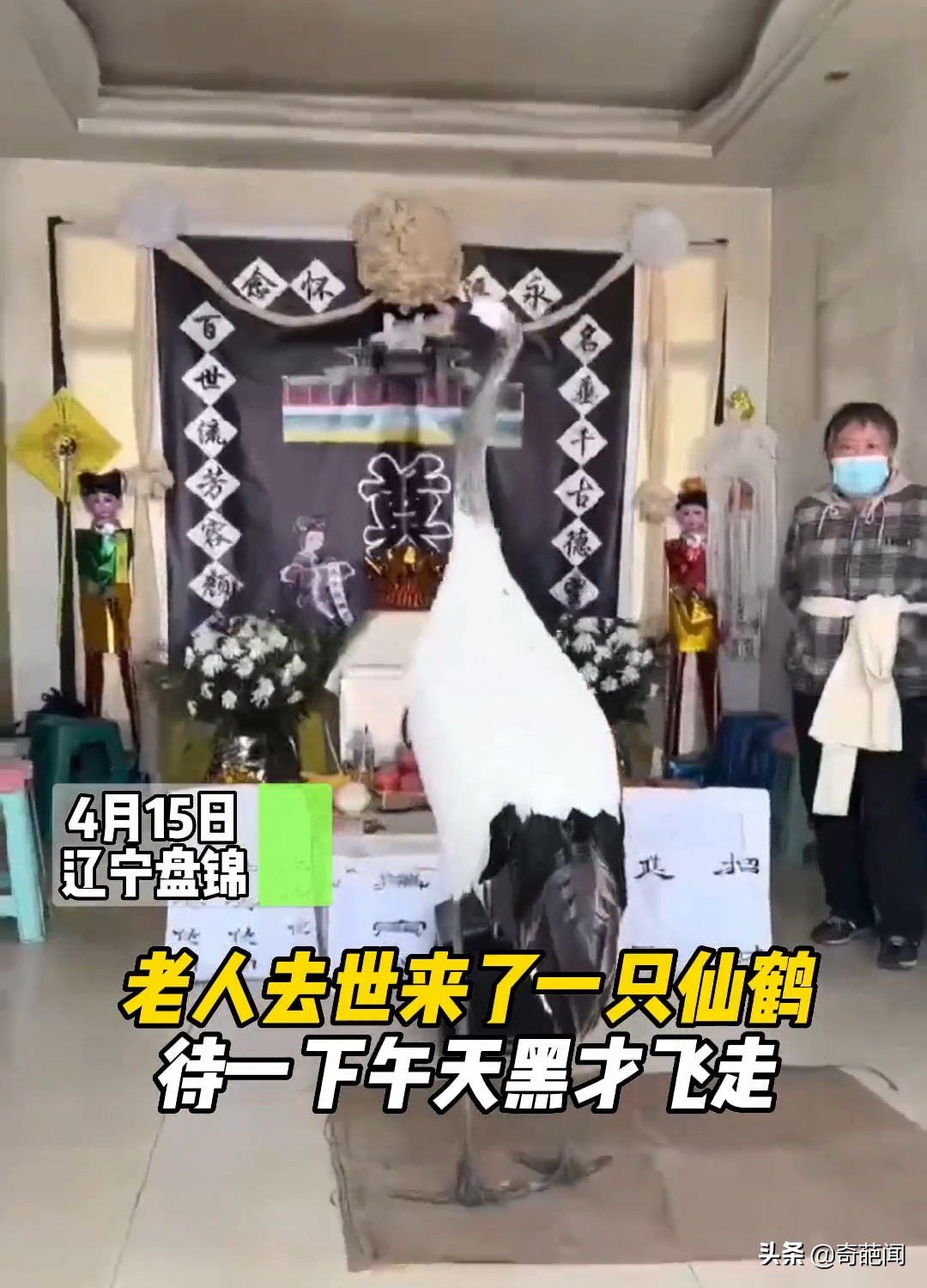 老人去世当天一只仙鹤前来道别,老人去世一只仙鹤走进灵堂