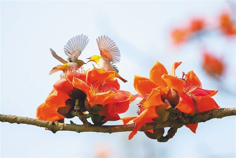 在海南踏青打卡,海南木棉红风景
