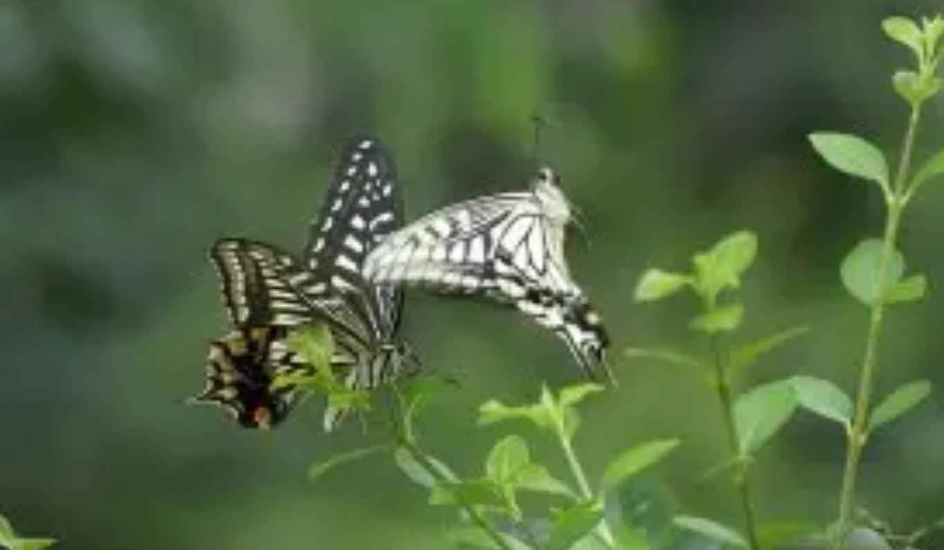 为什么男人高女人低,为什么男高女矮才配