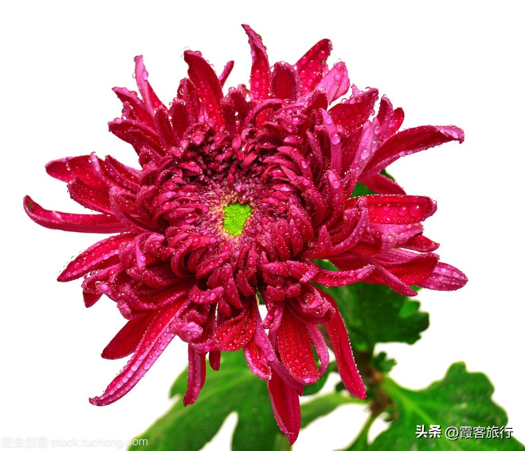 菊花有多少种颜色分别是什么色,菊花的品种分类以及颜色和形状