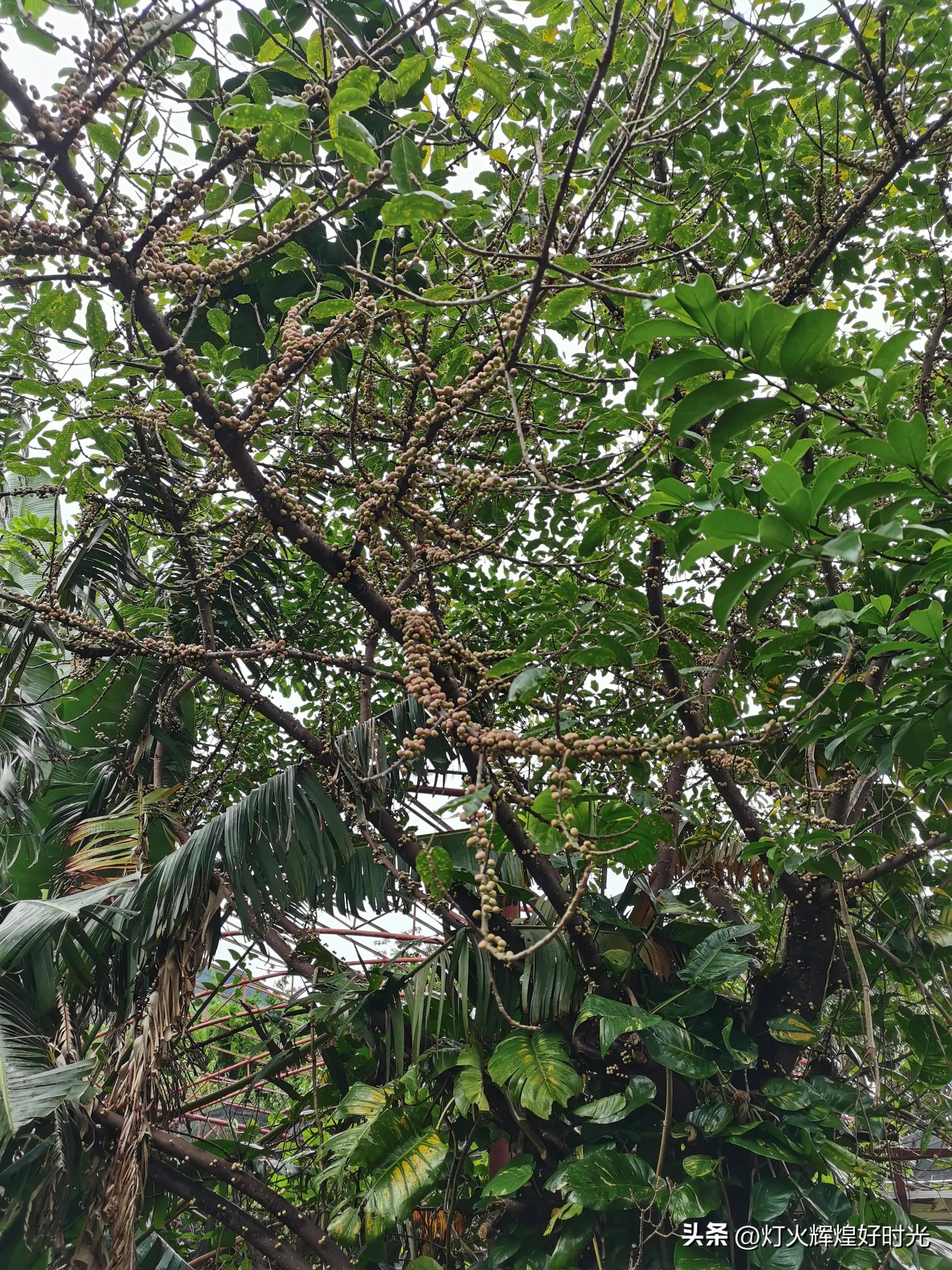 夏日掠影,雨天花开,人见人爱