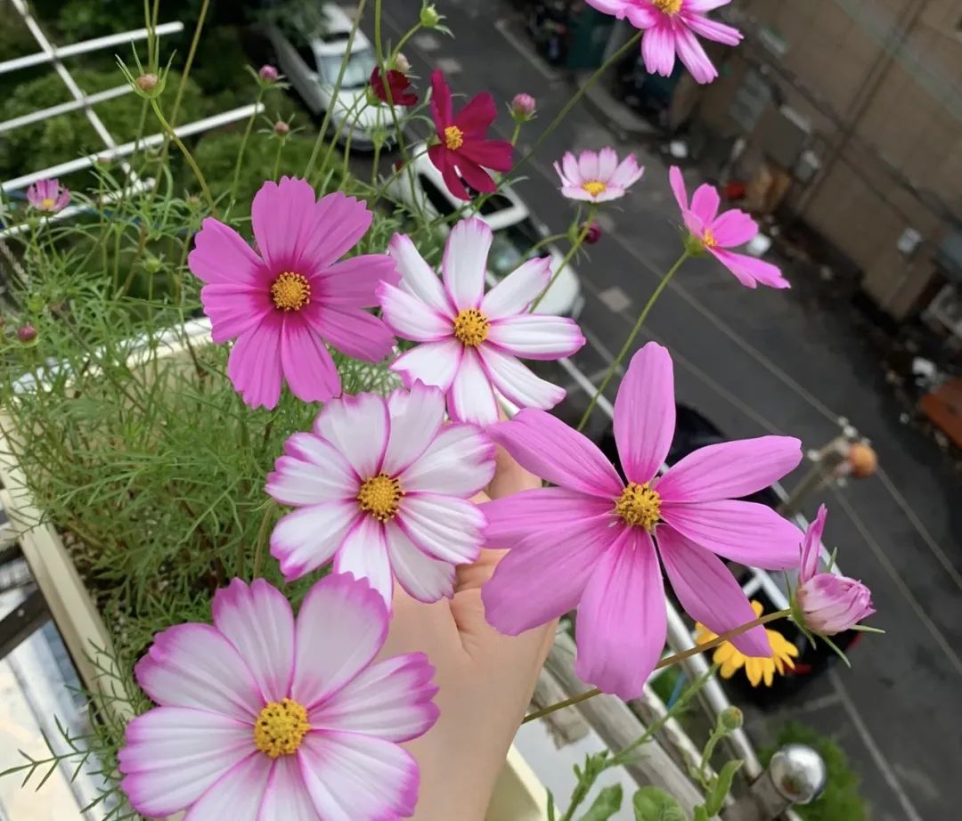 4个养花小窍门花越养越漂亮,懒人养花就选这10种花期长达8个月