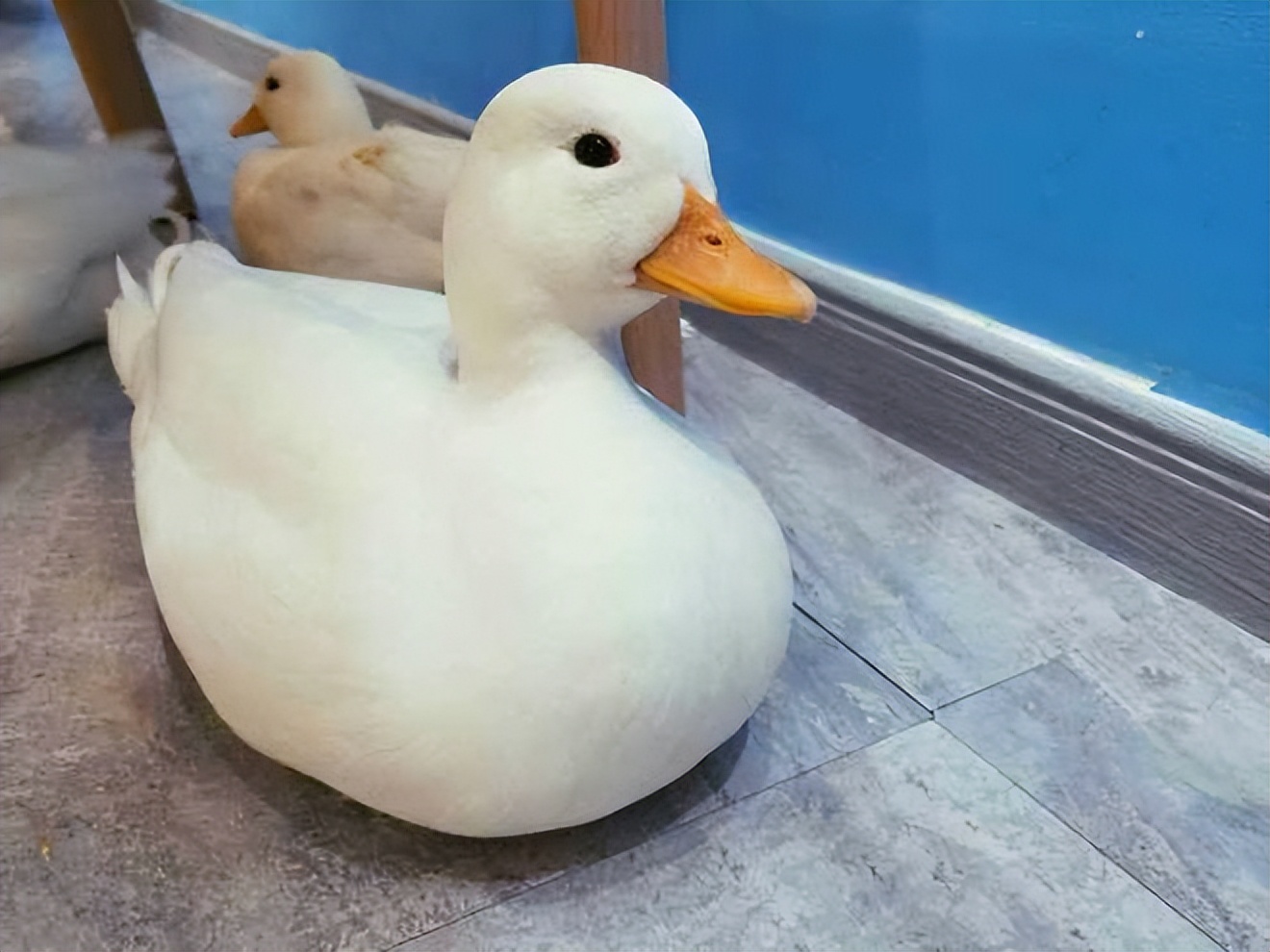 适合学生养的小型宠物100元以内,建议穷人养的10种小型宠物