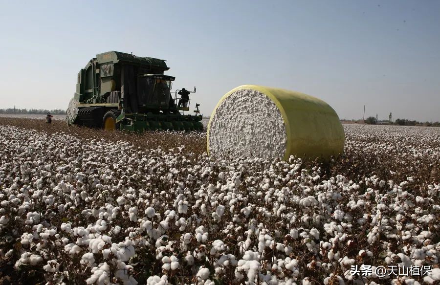 棉农不能因为一时的上涨而抱团囤棉待涨，适时卖出才是良策