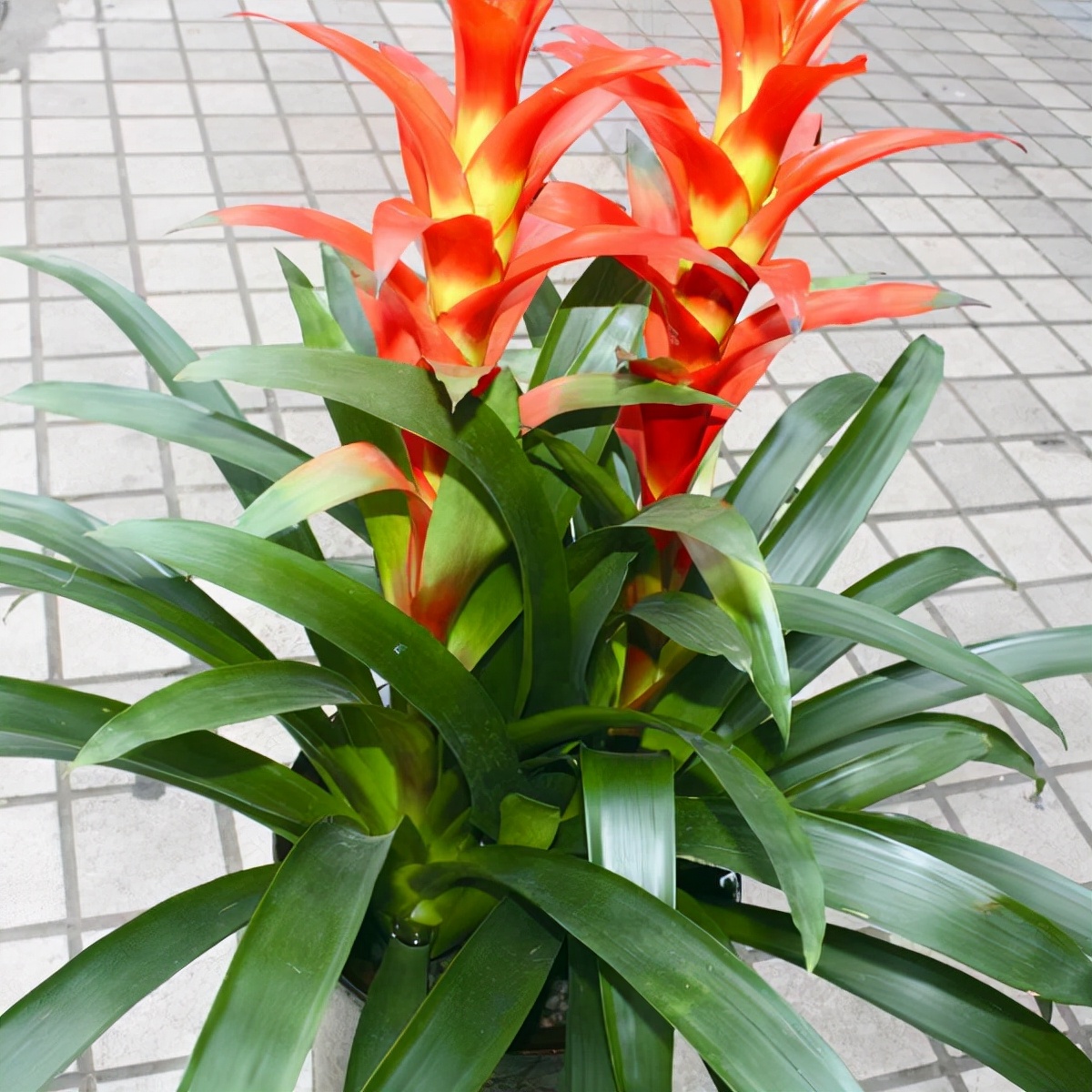 琚獥浜嗕竴娆″氨寰堥毦鎵惧洖鏉ヤ簡,琚獥鍚庤姳浜嗕竴骞磋蛋鍑烘潵