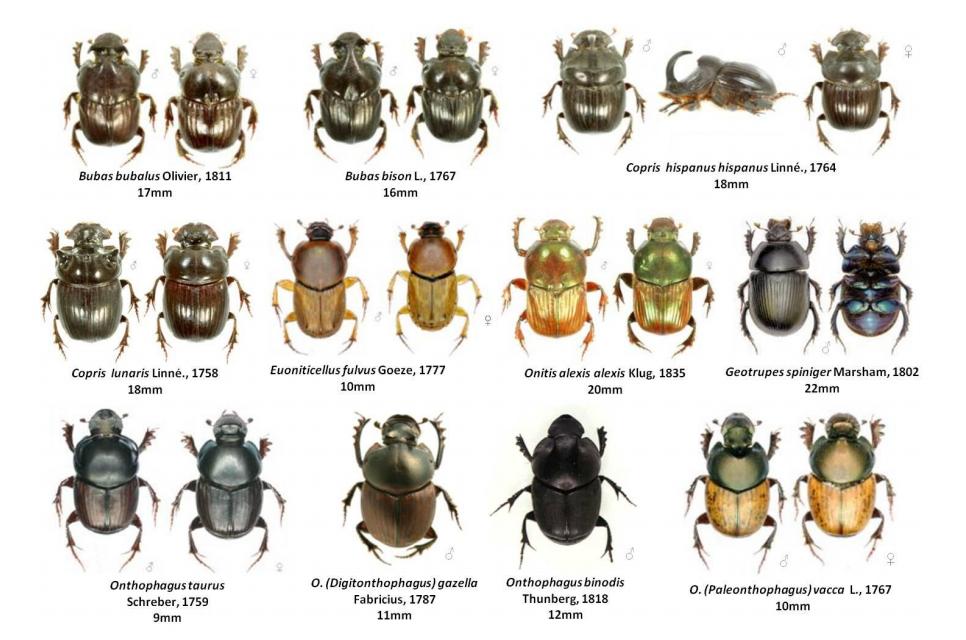 屎壳郎也得向我国进口！2019年，澳洲每进口1500只，就要2500元